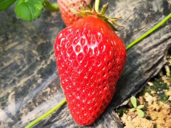 草莓的品质受哪些因素影响