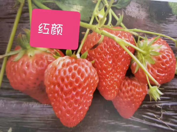 红颜草莓苗