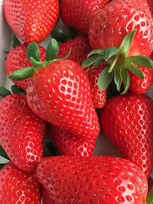 草莓苗平时怎么养护